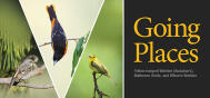 EDU Songbird Migration 2609E